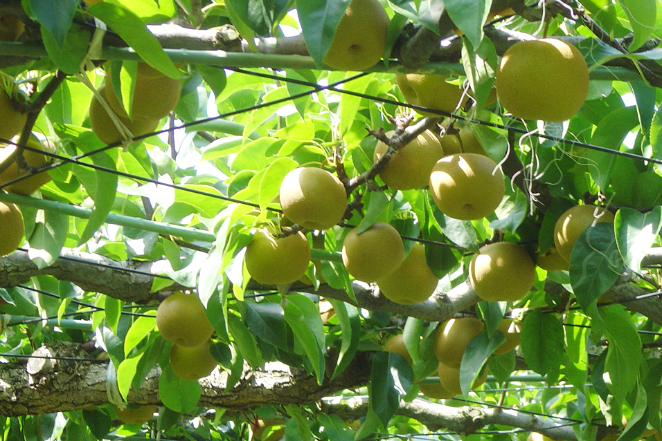 白鳳梨生産組合 直売所 | お店情報 | 伊賀ポータル